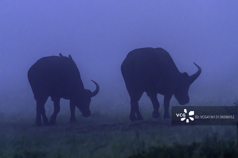 马赛马拉的非洲水牛图片素材