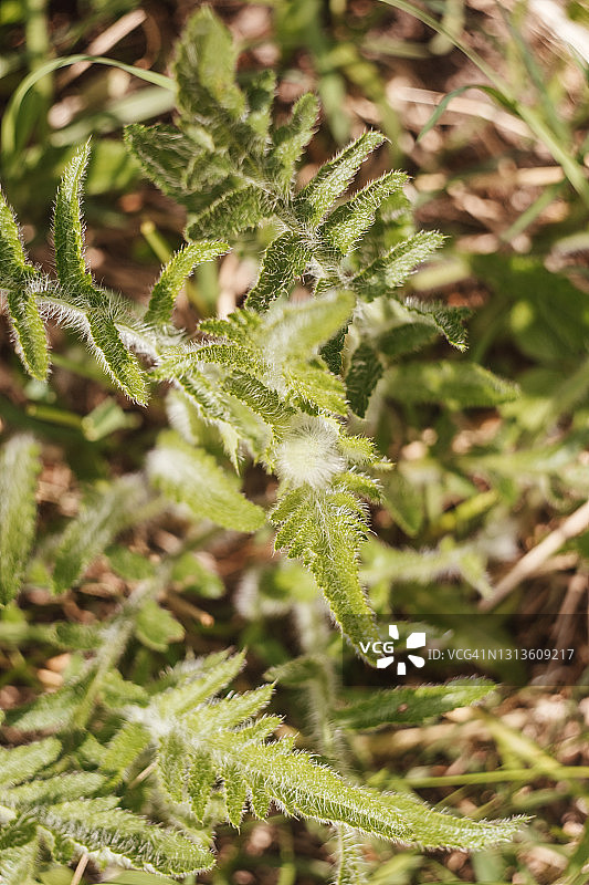 绿色背景下未开放的罂粟花蕾图片素材