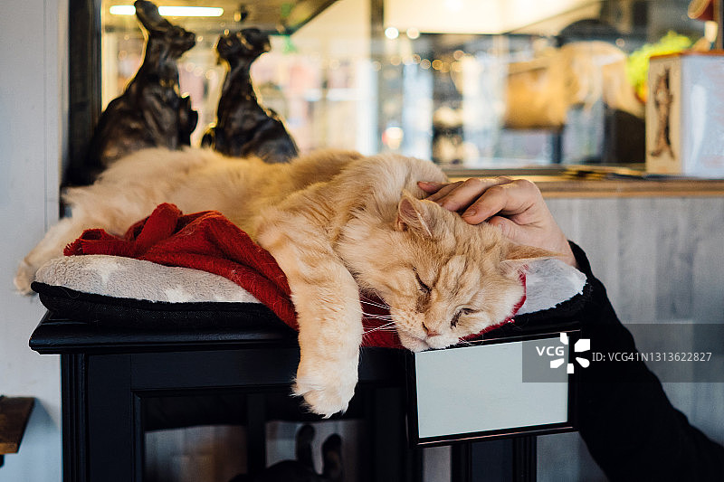 在猫咪咖啡馆沙发上休息的姜色纯种猫图片素材