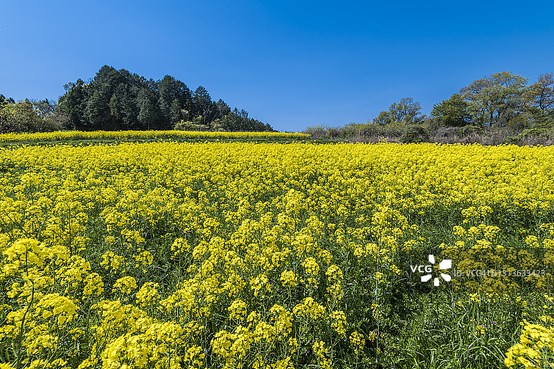 蓝天下油菜花田，日本三重县伊贺市图片素材