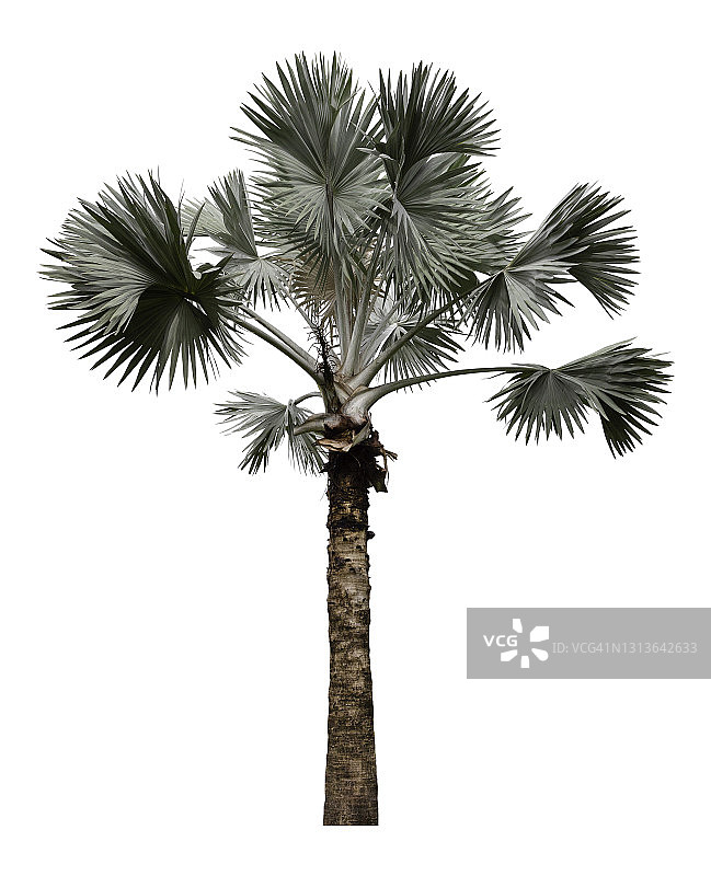 白色背景上隔离的棕榈树图片素材