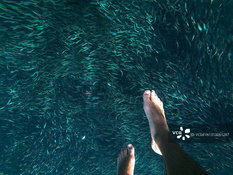 与墨阿尔博阿尔的沙丁鱼一起游泳图片素材