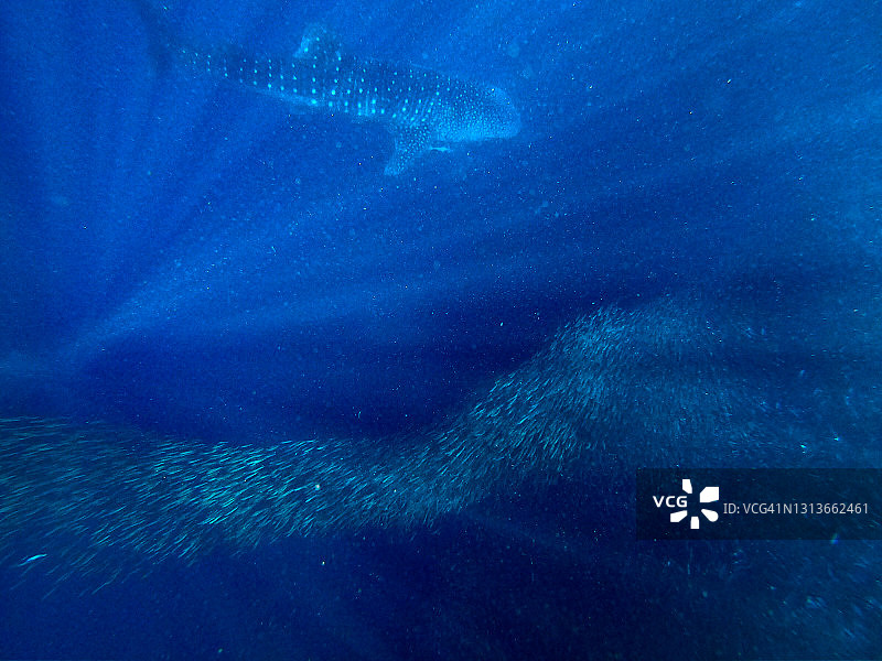 沙丁鱼群和鲸鲨图片素材
