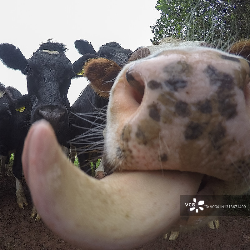 牛舔舐图片素材