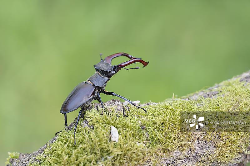 雄性锹甲图片素材