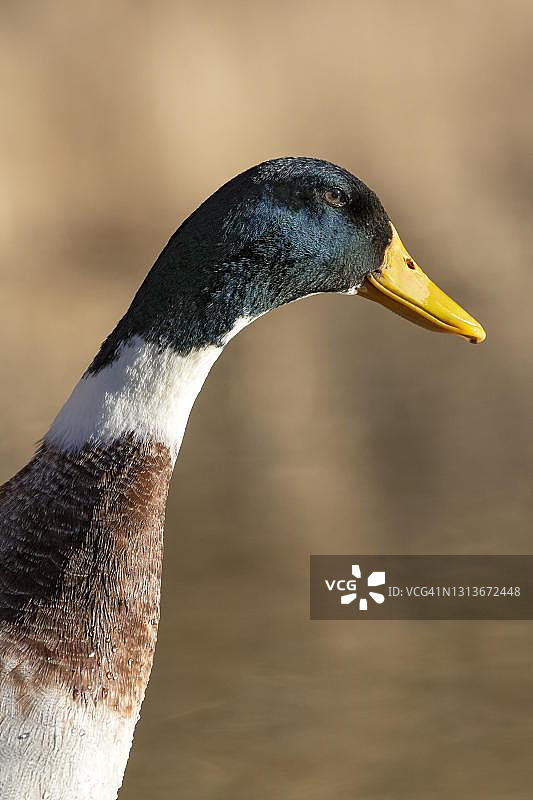 绿头鸭与家鸭的杂交品种（雄性），奥地利蒂罗尔图片素材