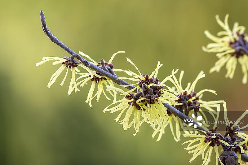 金缕梅，奥地利蒂罗尔图片素材
