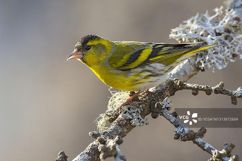 雄性欧亚金翅雀栖息在长满地衣的树枝上图片素材