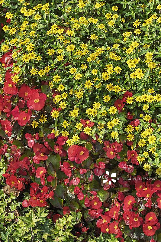 德国巴伐利亚慕尼黑的秋海棠和翠菊组成的花卉边框图片素材