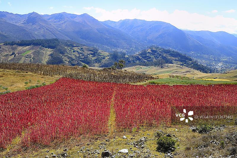 秘鲁安达瓦伊拉斯省的成熟藜麦田图片素材