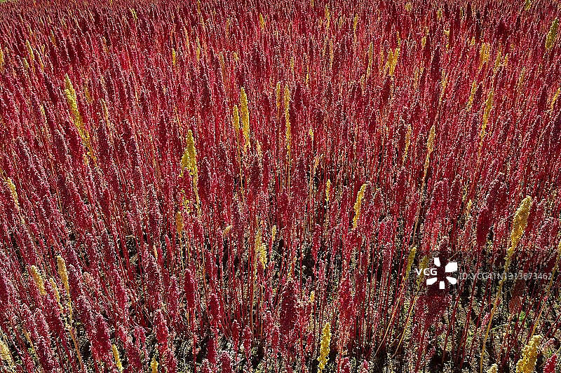 秘鲁安达瓦伊拉斯省的成熟藜麦田图片素材