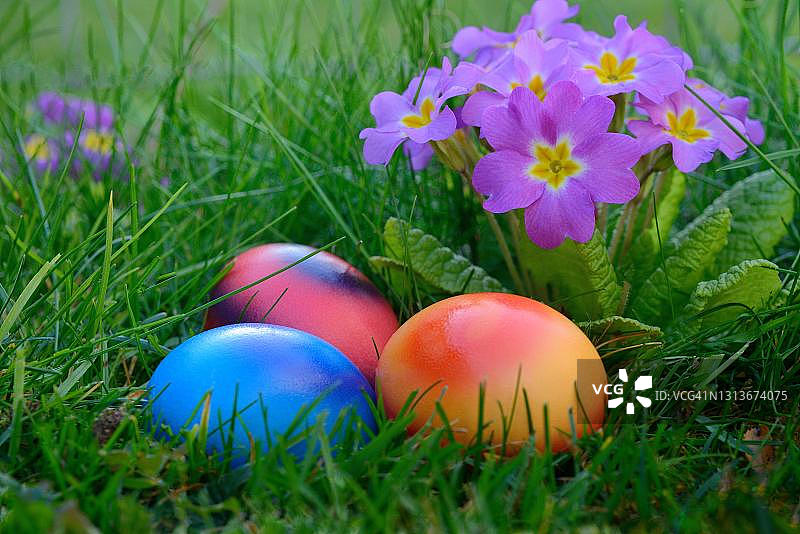 德国报春花草丛中的复活节彩蛋图片素材