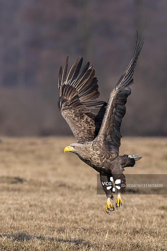 飞行中的白尾海雕，波兰库特诺图片素材