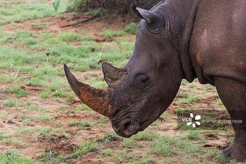 卡拉哈里沙漠纳米比亚哈达普地区的白犀牛图片素材