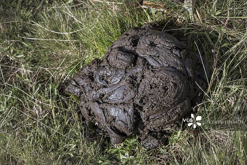 奥地利蒂罗尔草甸上的牛粪图片素材