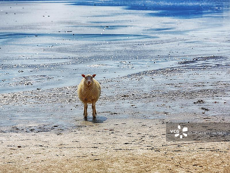 冰岛Raudisandur海滩的冰岛绵羊图片素材