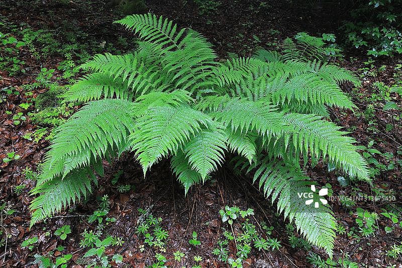 欧洲蕨（学名：Pteridium aquilinum），上多瑙河自然公园，德国巴登-符腾堡州图片素材