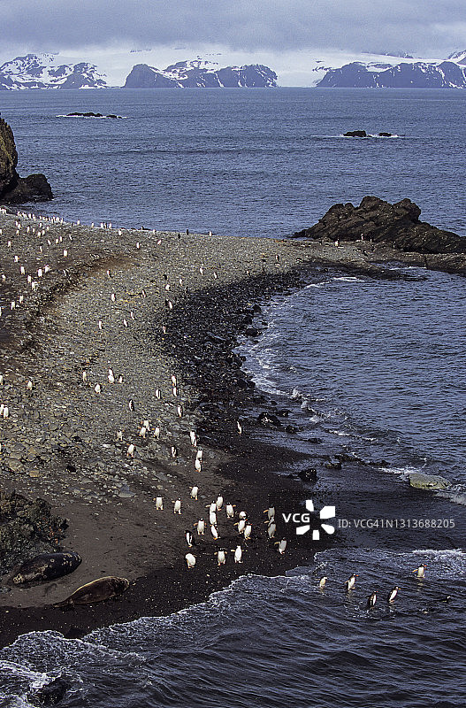 南设得兰群岛汉娜岬的巴布亚企鹅图片素材