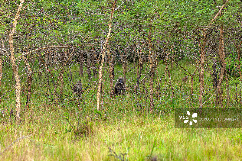 野生动物栖息地森林中的狒狒图片素材