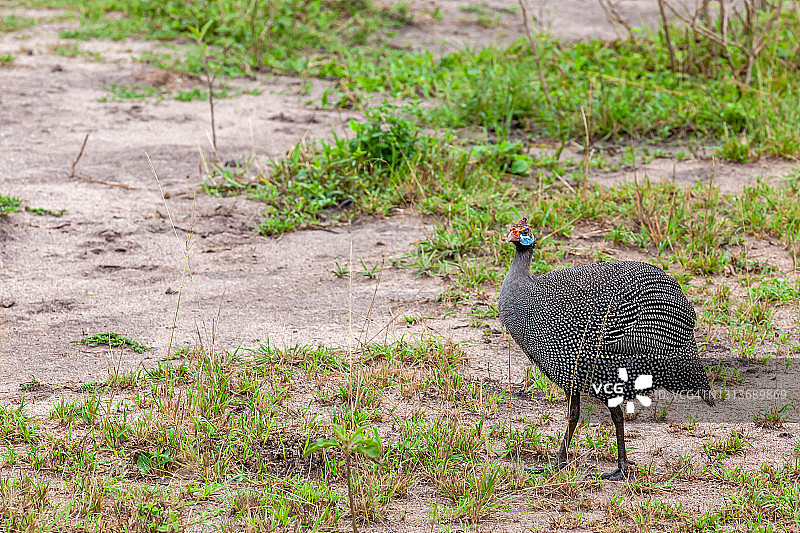 姆布罗湖国家公园的盔羽珠鸡图片素材