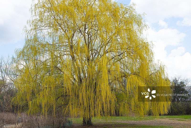 渥太华河边的垂柳，加拿大渥太华图片素材