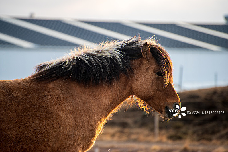 秋季的冰岛马图片素材
