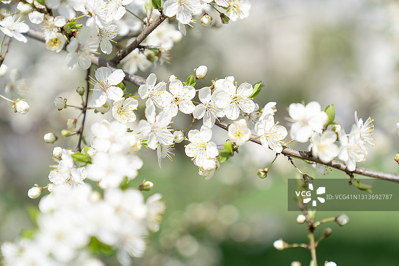 白色的花朵图片素材
