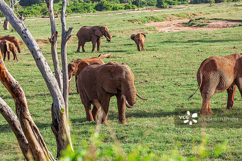 察沃东部非洲红象觅食枯树旁图片素材