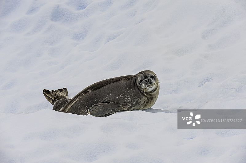 南极洲天堂港的威德尔海豹图片素材