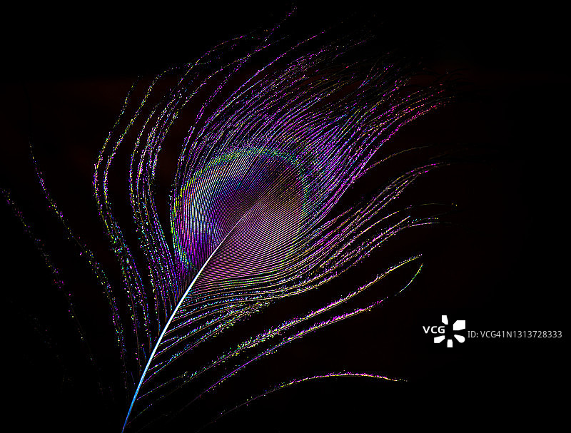 黑色背景上色彩鲜艳的孔雀羽毛背面特写图片素材