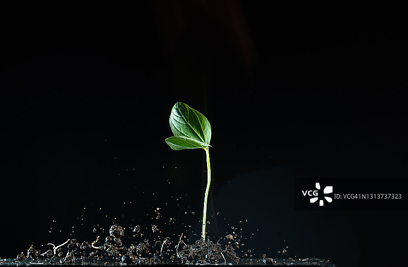 高速同步拍摄的半空中飞舞的豇豆苗图片素材