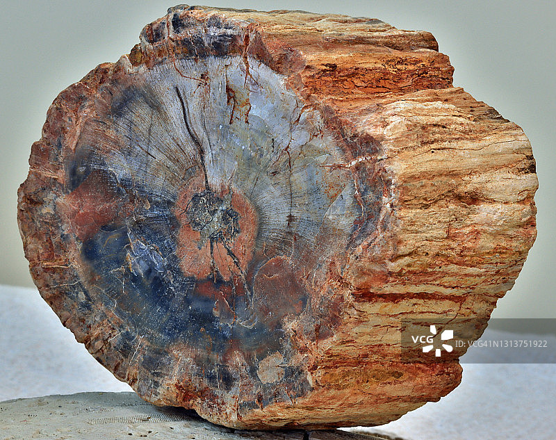 显示木纹图案的木化石（石化木）横截面图片素材