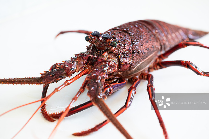 岩龙虾图片素材