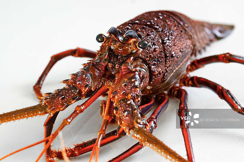 岩龙虾图片素材