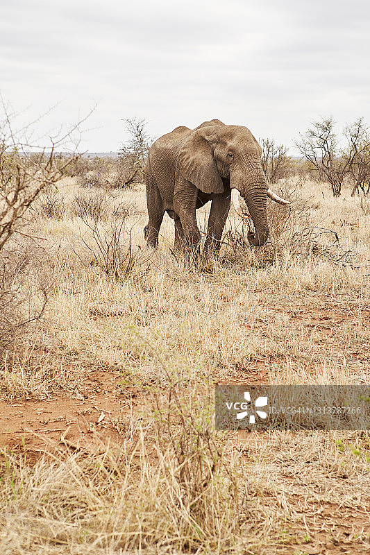 在南非灌木丛中行走的长着大象牙的非洲象图片素材