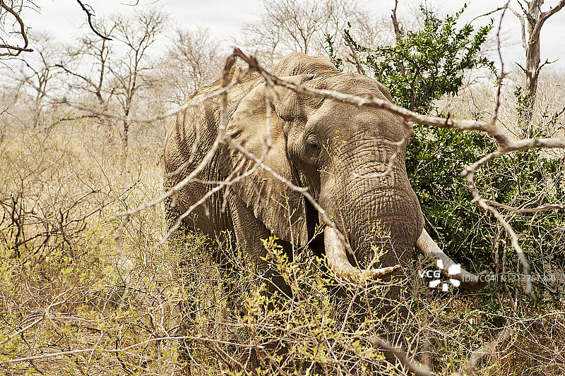 在南非灌木丛中行走的长着大象牙的非洲象图片素材