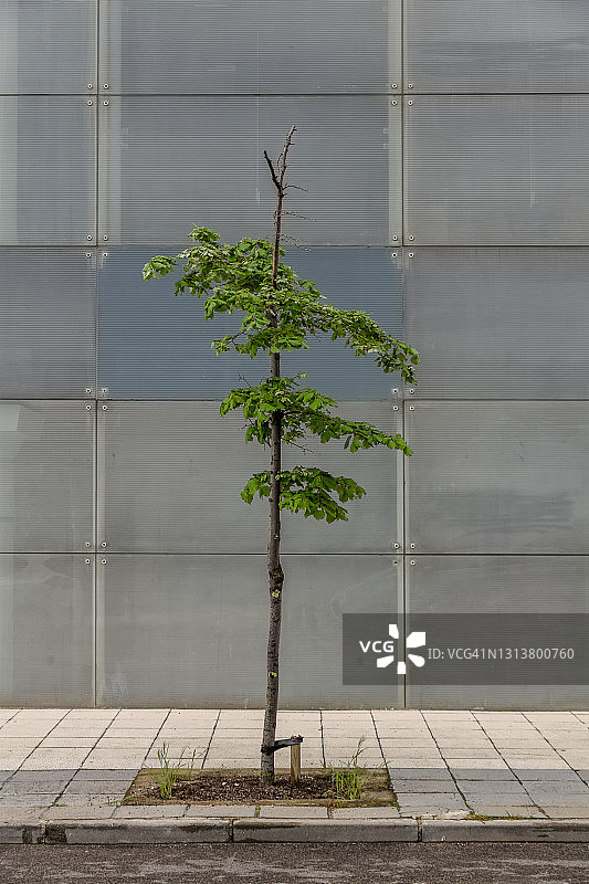 人行道上的小树图片素材