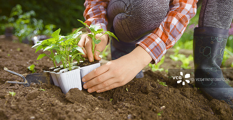 女孩在菜园里工作特写图片素材