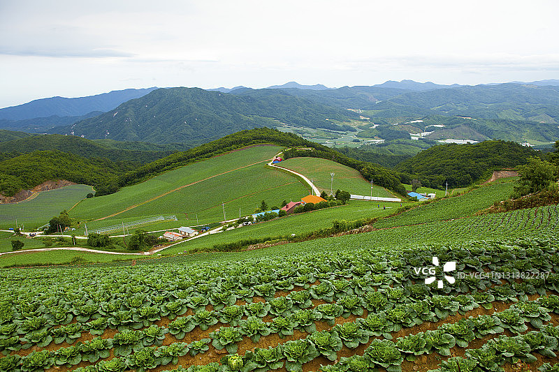 韩国江陵高山白菜地图片素材