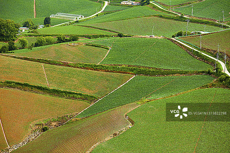 韩国江陵高山白菜地图片素材
