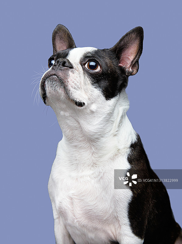 波士顿梗犬影棚拍摄图片素材