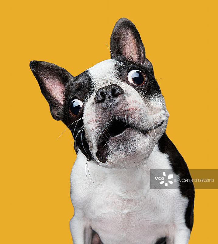 波士顿梗犬影棚拍摄图片素材