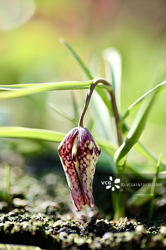 蛇头贝母图片素材