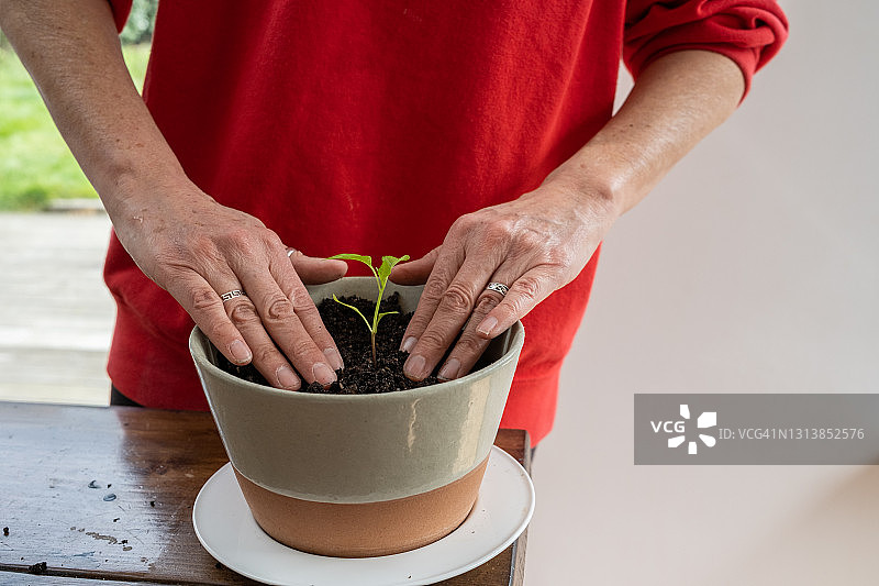 中年妇女种植幼苗图片素材