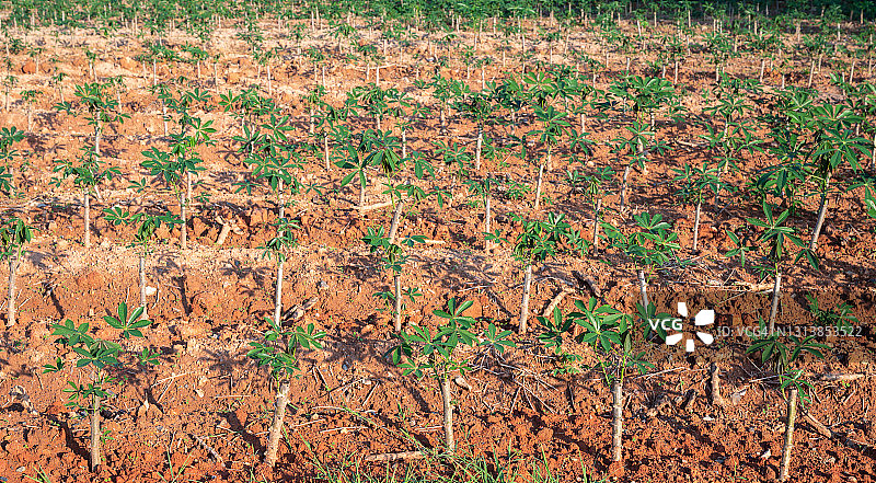 泰国农业用地的木薯田图片素材