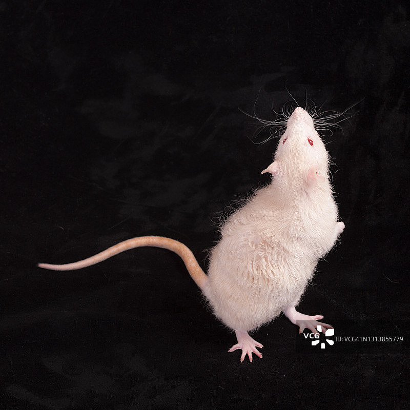 好奇的白色白化病大鼠图片素材