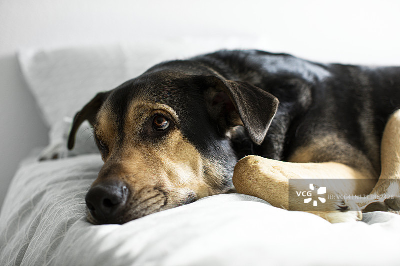 主人床上的小狗图片素材