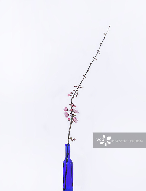 春天的樱花图片素材