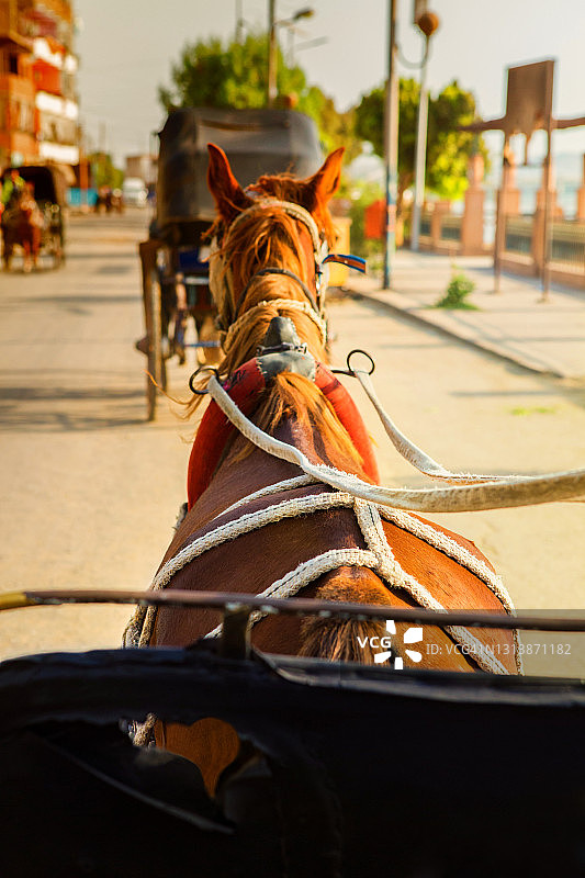 埃及的马车图片素材
