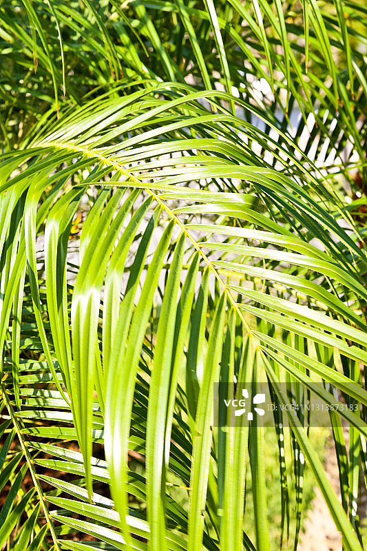 棕榈叶图片素材